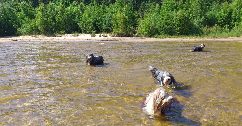 hundbadDSC_0460