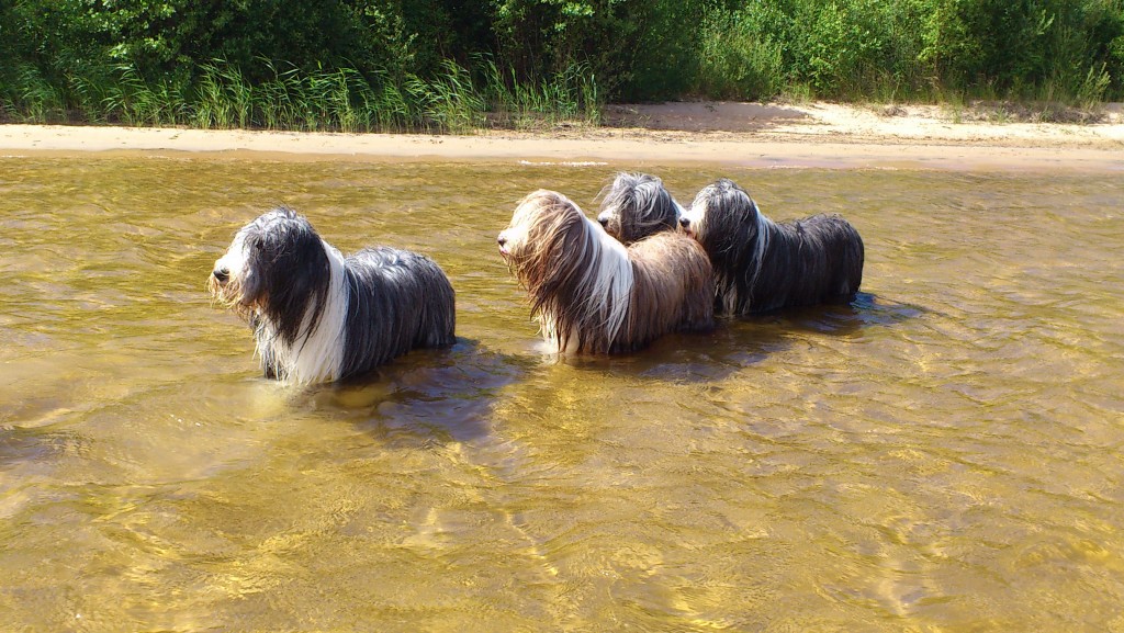 hundbadDSC_0486
