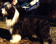 Sixten stor