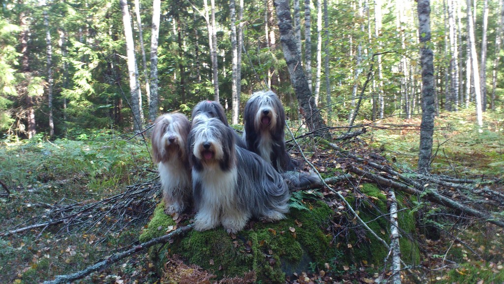 En helt vanlig dag