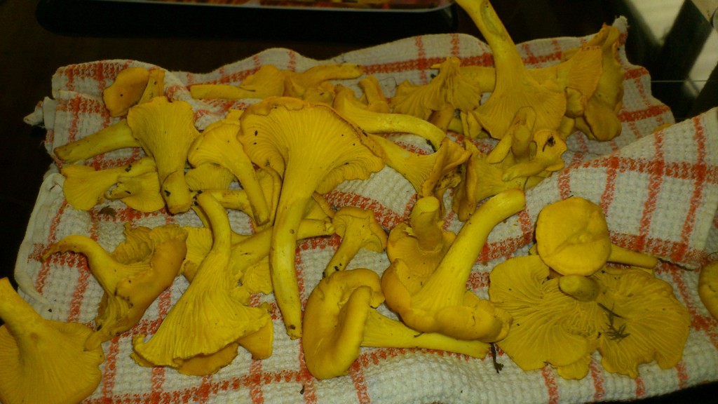 Kantareller