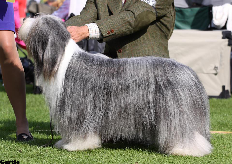 BIR Sofiero "Sammeth" SE JV-12 SE UCH Alistair's Perfect Mix