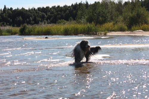 Barney på den fina stranden