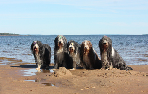 Hela fina gänget! Happy, Barney, Sammeth, Flora och Mollie