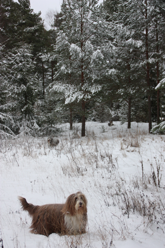 Flora med Barney och Mollan i bakgrunden