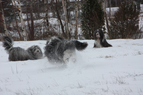 Buuus! Barney, Sammeth och Mollie