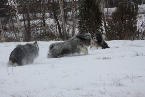 Barney, Sammeth och Mollie