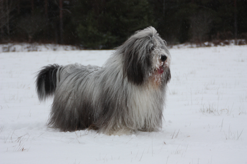 Snömonstret Barney spanar