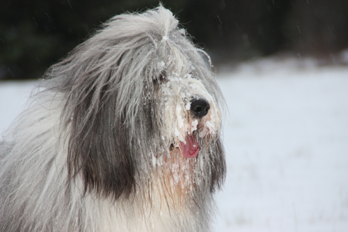 Fluffig i snön, Barney