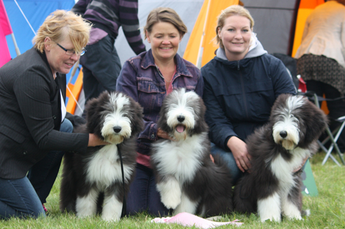 Uppfödargrupp valpar, Vallklanens kennel -tre Hebbebarn