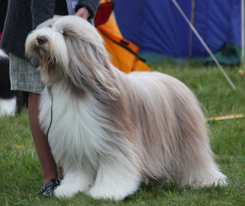 CK i CH-klass hanar SE UCH Beastly's Highland Fling