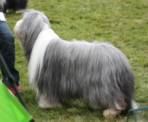 BIM CH. Goonie's Higlander Lad