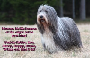 Mollie