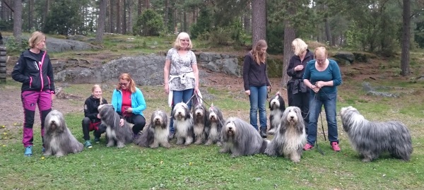 Beardisträff