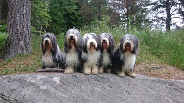 Mollie, Barney, Alice, Happy & Sammeth