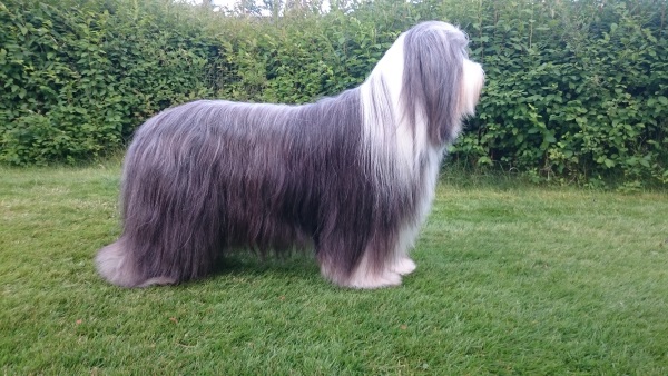 Ch Alistair's Perfect Mix "Sammeth"