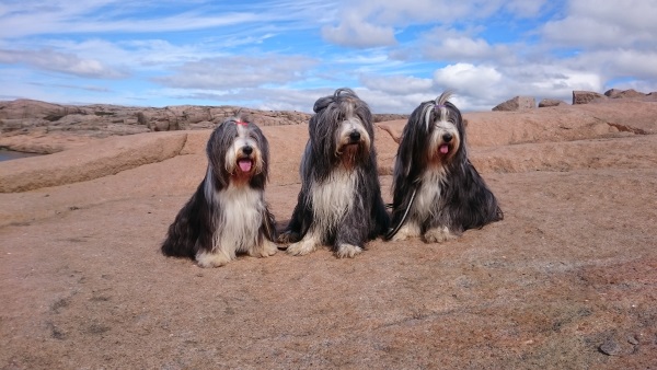 Ch Alistair's Perfect Mix "Sammeth", Ch Goonie's Informal Prince "Barney" & Ch Goonie's Happiness "Happy"