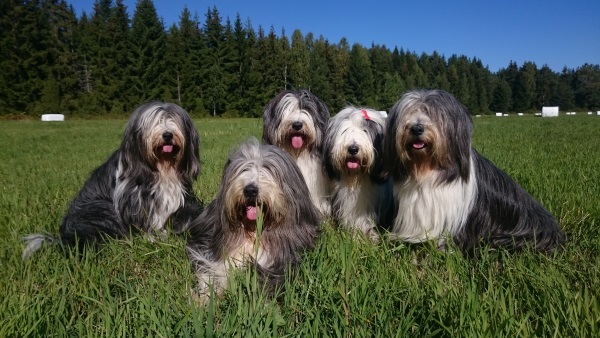 Ch Goonie's Happiness "Happy", Ligger ner gör Ch Goonie's Informal Prince "Barney" Goonie's Jewel In The Crown "M", Goonie's Jubilee Diamond "Alice" & Ch Alistair's Perfect Mix