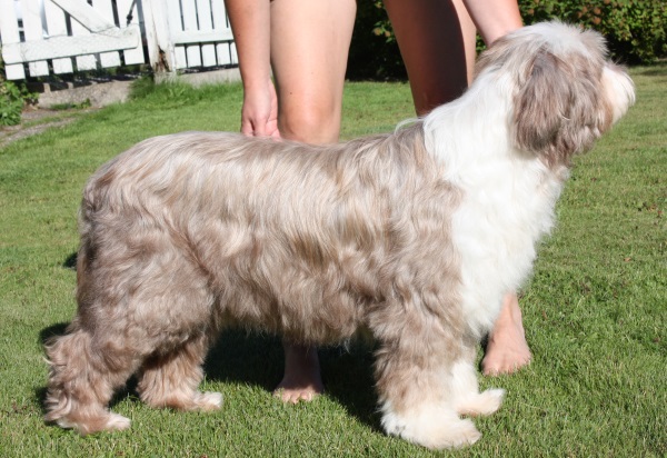 Ch Goonie's Easy As Pie "Flora" 15 år <3