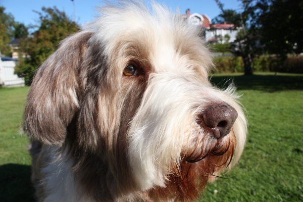 Ch Goonie's Easy As Pie "Flora" 15 år <3
