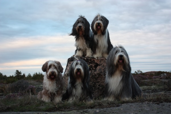 Goonie's Golly Miss Mollie "Mollie", Ch Alistair's Perfect Mix "Sammeth", Ch Goonie's Easy As Pie "Flora", Ch Goonie's Happiness "Happy" & Ch Goonie's Informal Prince "Barney"
