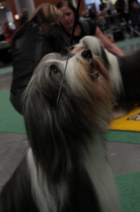 IMG_9984 (533x800)